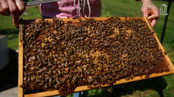 Photo of beekeeper's hands holding a section of the hive covered in bees.