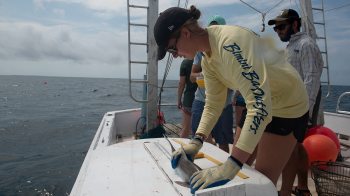A women measures a shark.