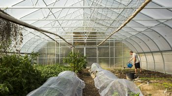 Man with watering can stands over rows of small plants in a greenhouse