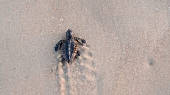 A sea turtle walks toward the ocean.