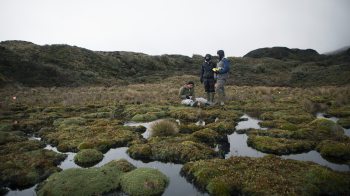 Students work in a marsh.