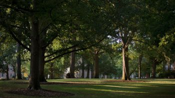 Trees on McCorkle Place.