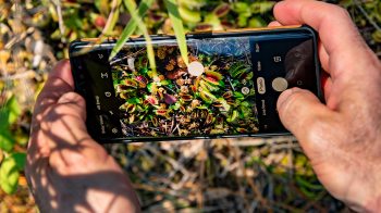 A photo of a phone taking a photo of venus fly traps.
