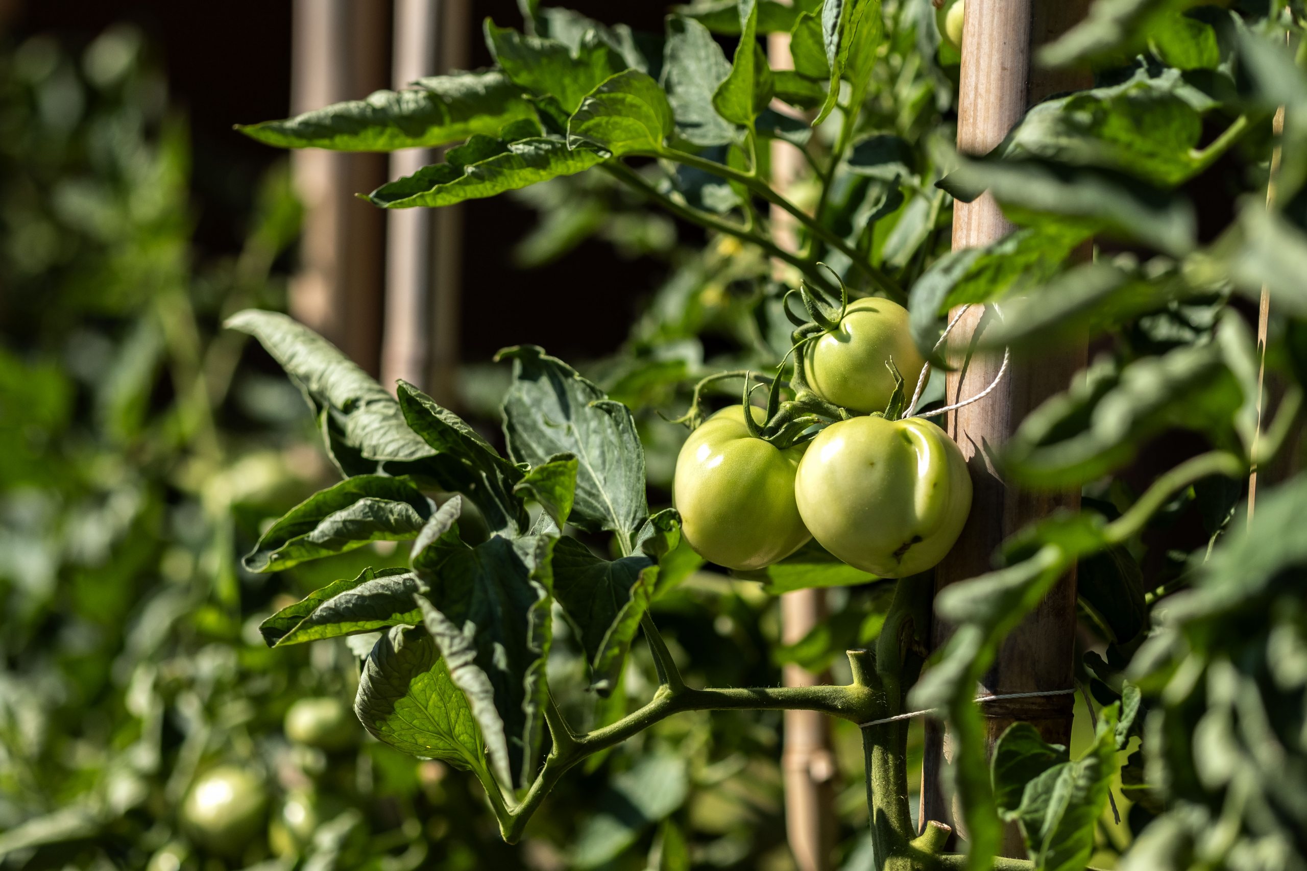Tomatoes in a garden.