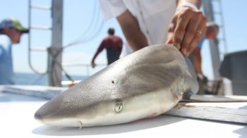 A shark on the deck of a boat.