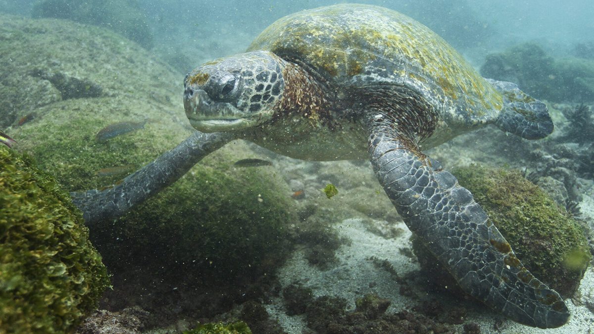 A seaturtle swims in the ocean.
