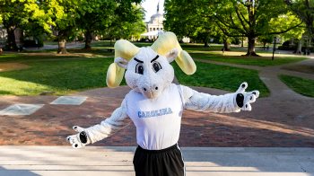 Rameses standing on Carolina's campus.