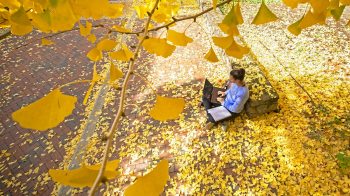 A student sitting on campus in yellow leaves.