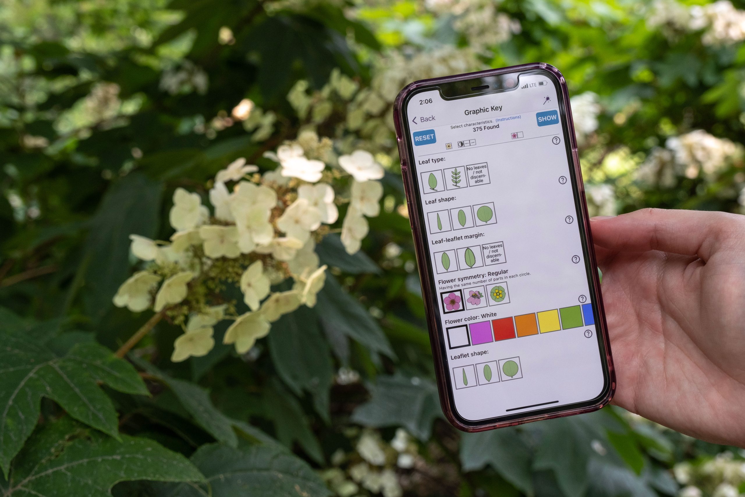 The app's graphic key showing icons that represent various characteristics, such as leaf shape, flower color, size and more.