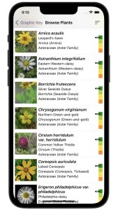FloraQuest's browse feature showing a list of species options based on filtering from the graphic key. 