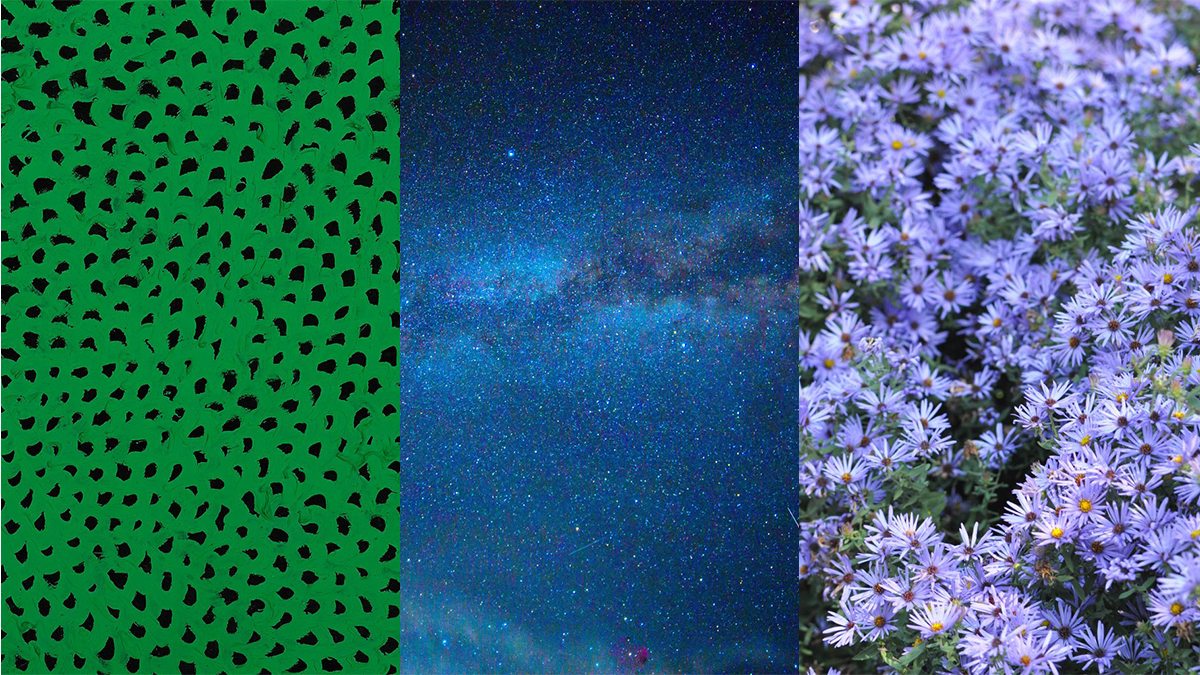 A collage of patterns, the skin, and flowers