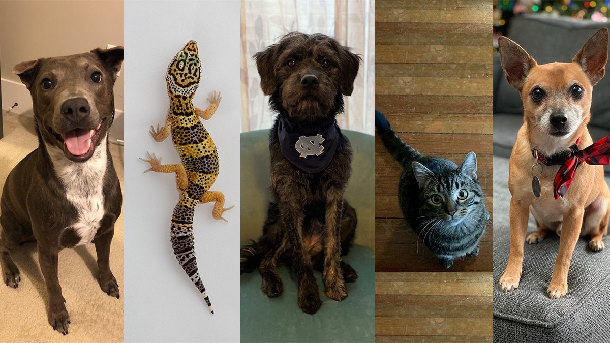 A collage of animals