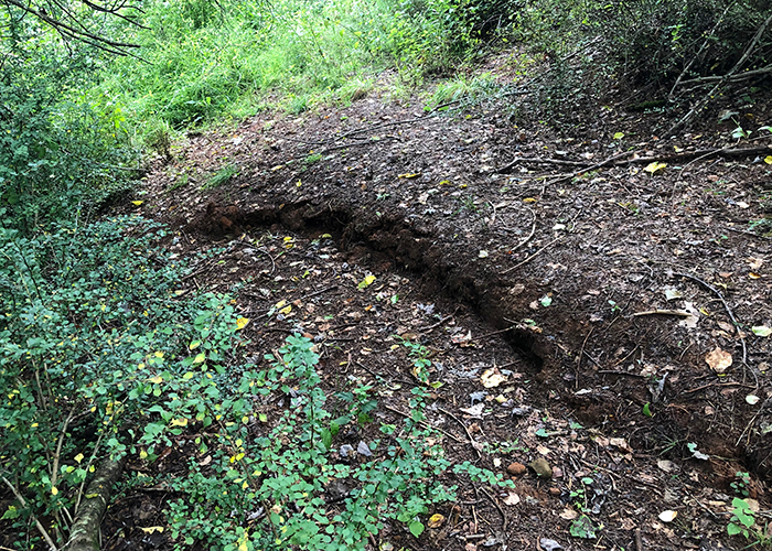 Photo of wooded area where fault thrust the rocks and soil on the right over the rocks and soil on the left by almost 39 inches during the Sparta quake.