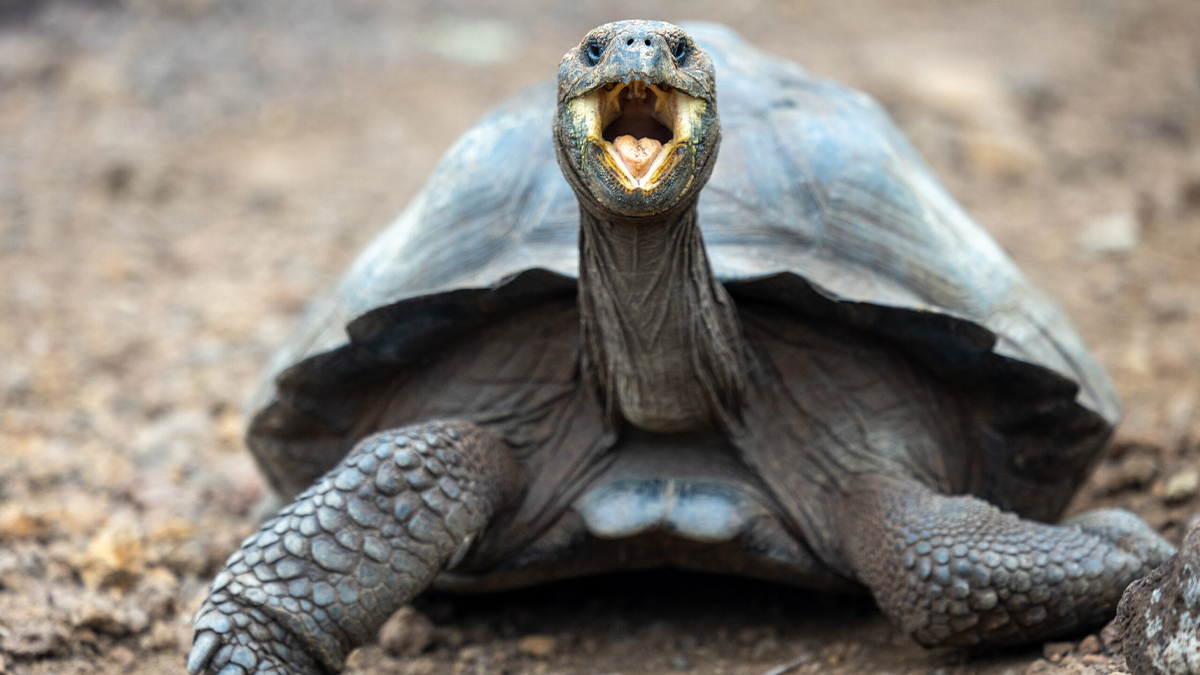 Tortoise with mouth open
