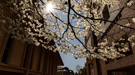 Springtime white leaves on a low-hanging branch of a tree in between two buildings. The sun shines in the upper left corner.