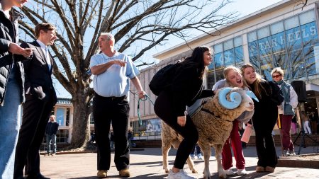 Students posing with a live ram mascot, Rameses, at the Pit on the campus of UNC-Chapel Hill.