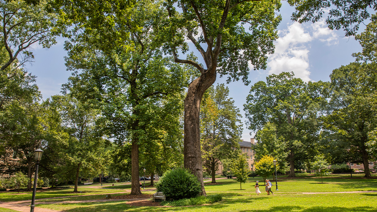 A large tree, named Davie Poplar, on a grassy quad called McCorkle Place on the campus of UNC-Chapel Hill.