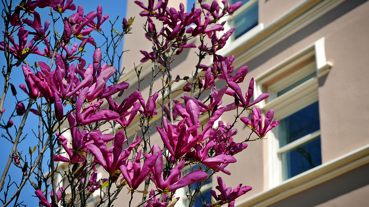 Flowers in front of Campus Y Building