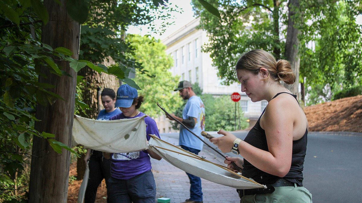 Students and researchers Grace Layman, Ivara Goulden, Isabella Nieri and Alexander Smith check for insects found on Carolina's campus.