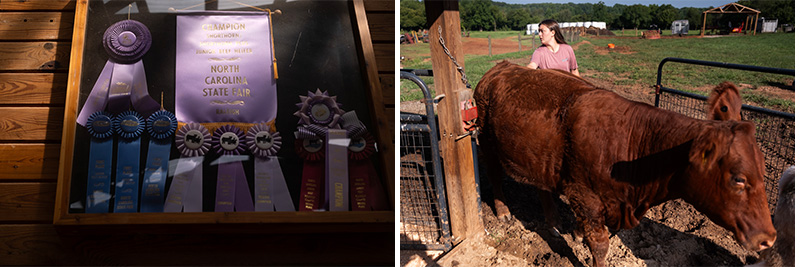 Diptych with photo of framed livestock competition championship ribbons and a photo of a woman, Rylea Suddreth, with a brown cow.