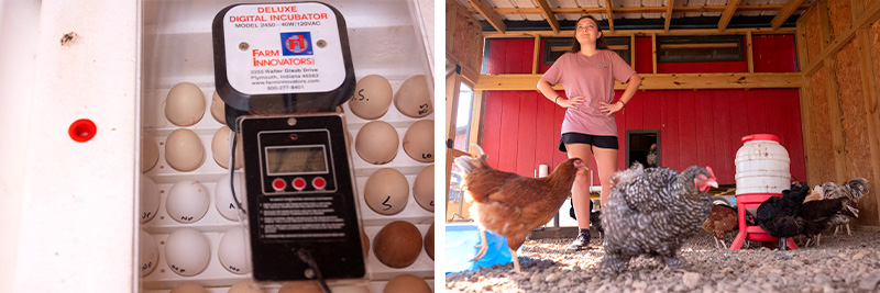 Diptych with photos of eggs in an incubator and a woman, Rylea Suddreth, standing in an enclosure with chickens.