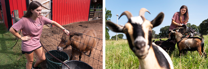 Diptych with photos of a woman, Rylea Suddreth setting out water for a miniature horse and Suddreth feeding several goats.