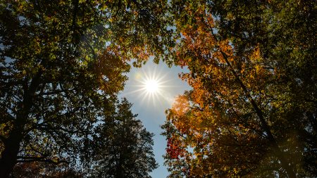 Autumn trees being illuminated by sun in middle of the photo.