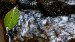 Green leaf floating in stream.