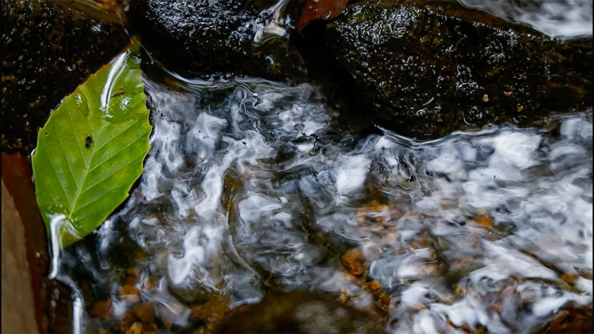 Green leaf floating in stream.