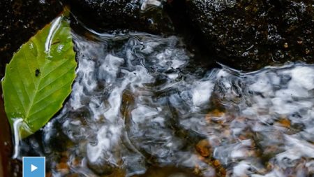 Green leaf floating in stream.