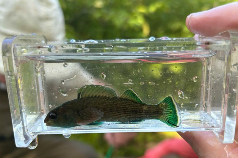 A hand holding a container that contains a small fish.