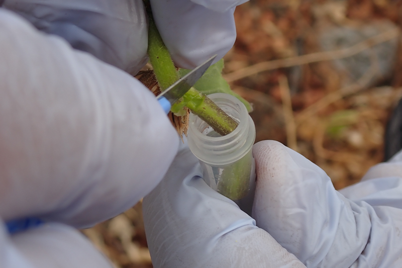 Gloved hand collecting a sample of a small plant species and placing it into a small tube.