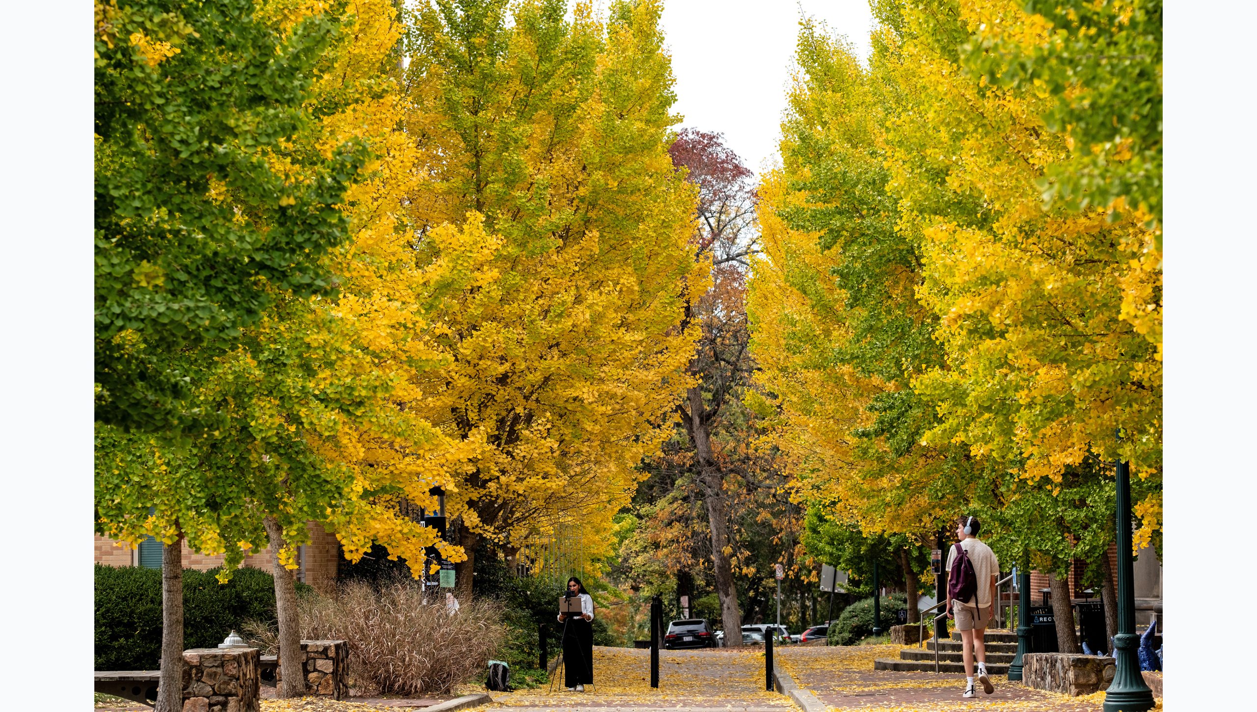 An empty pathway on the campus of UNC-Chapel Hill flanked by large trees with yellow and green leaves.