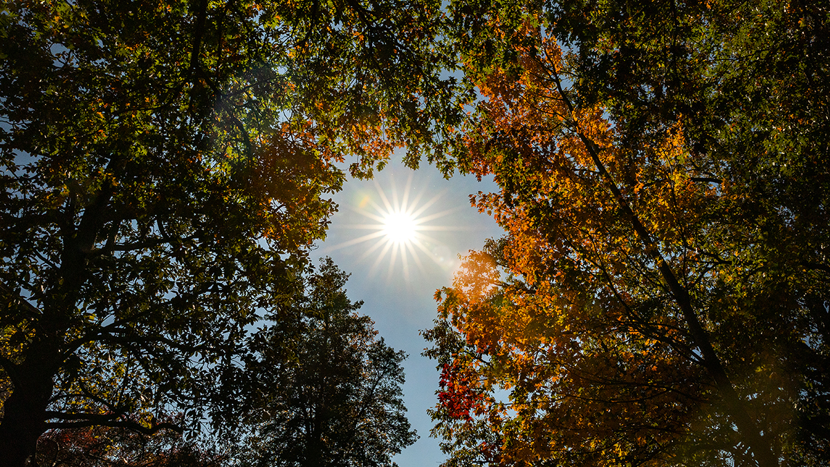 Sun peering through trees on the campus of UNC-Chapel Hill